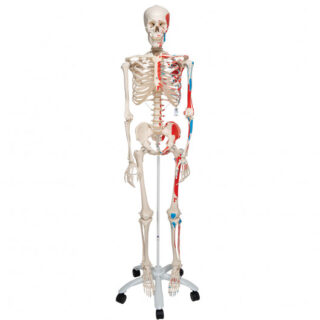 Human Skeleton