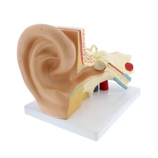 Human Ear Anatomy Structure