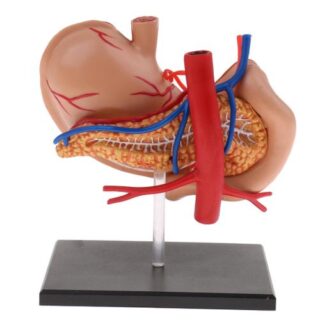 Human Stomach Pancreas Anatomical Model